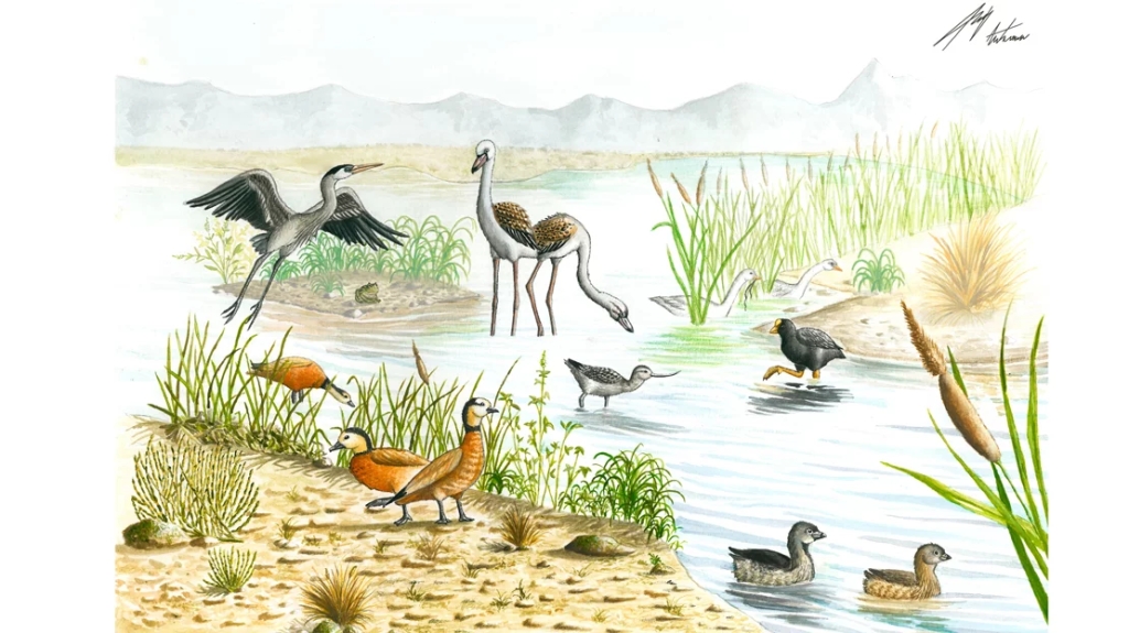 Descubren tres nuevas especies de aves fósiles en Argentina